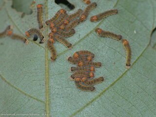 Poritia philota philota