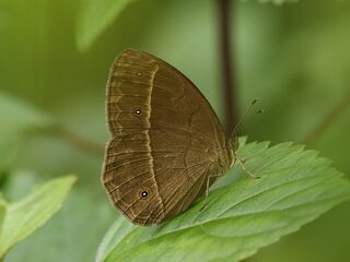 Mycalesis suaveolens duguidi