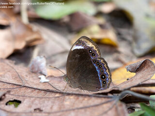 Mycalesis anaxioides