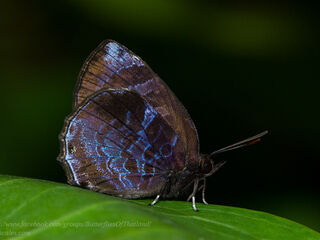 Flos anniella anniella