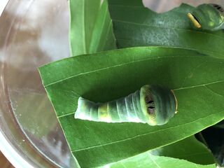 Meandrusa payeni ciminius