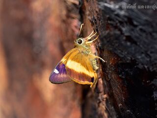 Hasora schoenherr chuza