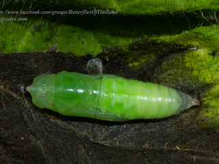 Celaenorrhinus nigricans nigricans