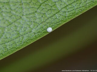 Thamala marciana marciana