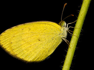 Eurema drona hainana