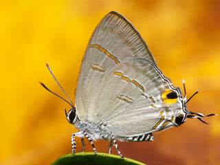 Hypolycaena erylus himavantus