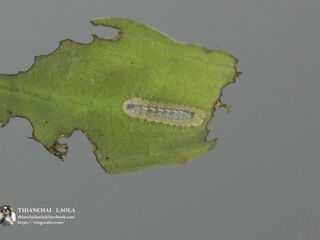 Drupadia ravindra boisduvalii