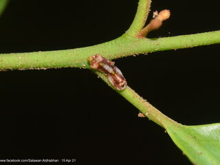 Tajuria mantra mantra