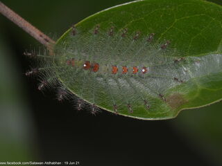 Euthalia adonia beata