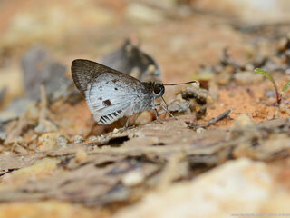 Suastus everyx everyx