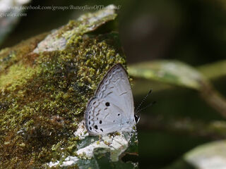 Cebrella pellecebra pellecebra