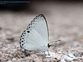 Lycaenopsis haraldus renonga