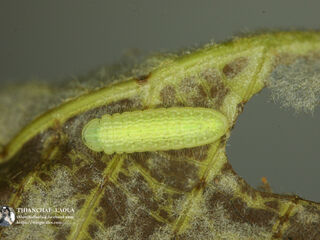 Arhopala rama ramosa