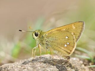 Ochlodes siva karennia