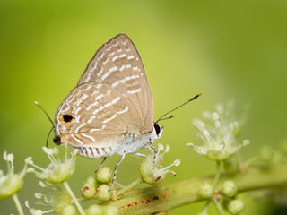 Virachola kessuma deliochus