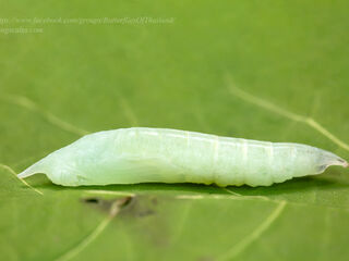 Pelopidas assamensis