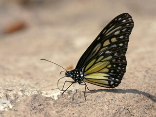 Parantica aspasia aspasia