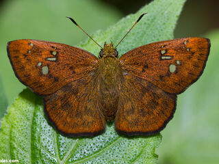 Pseudocoladenia eacus dhyana
