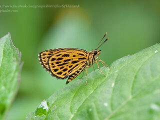 Ampittia subvittatus subvittatus