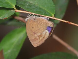 Arhopala asinarus asinarus
