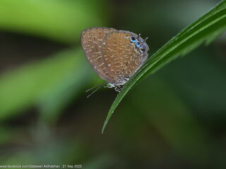 Arhopala democritus lycaenaria