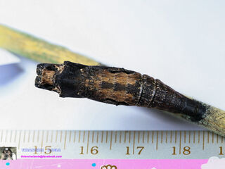 Papilio clytia clytia