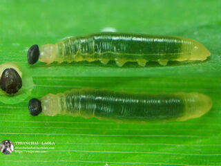 Ancistroides paralysos asawa