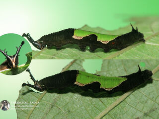 Stibochiona nicea subucula