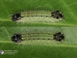 Spindasis syama peguanus