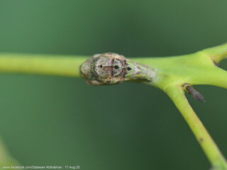 Suasa lisides suessa