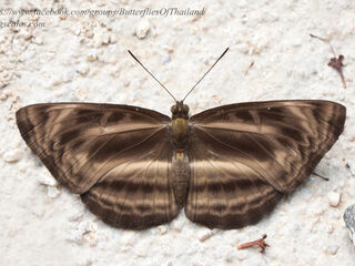 Neptis harita harita