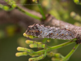 Rachana jalindra indra