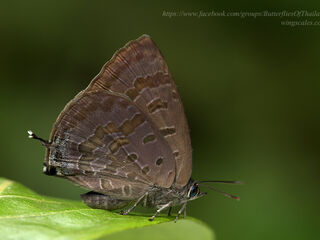 Arhopala paralea