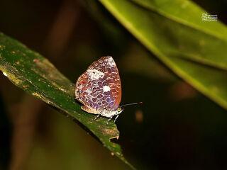 Arhopala ammonides ammonides