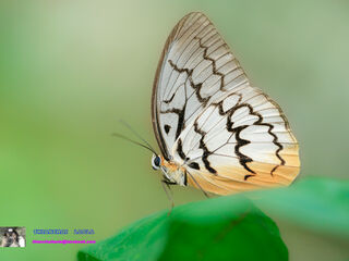 Melanocyma faunula kimurai