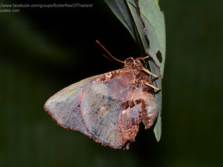 Liphyra brassolis brassolis