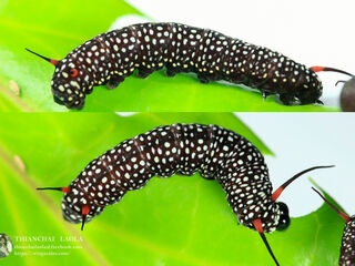 Ideopsis similis persimilis