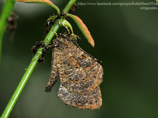 Logania marmorata marmorata