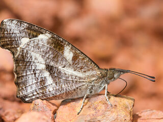 Libythea narina rohini