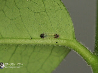 Spindasis syama peguanus