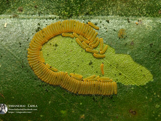 Poritia erycinoides elsiei