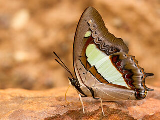 Polyura athamas athamas