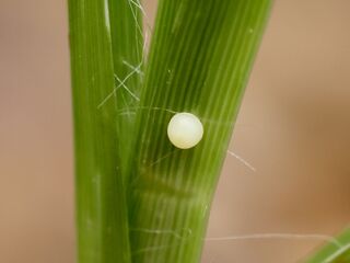 Taractrocera archias quinta