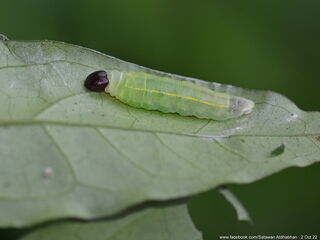 Celaenorrhinus asmara asmara