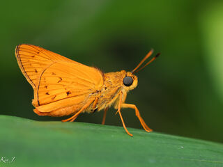 Cephrenes acalle oceanica