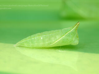 Lamproptera curius curius