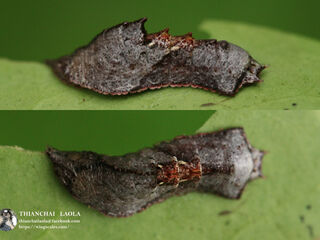 Jacoona anasuja nigerrima