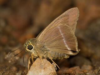 Hasora chromus chromus