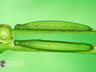 Mandarinia regalis baronesa