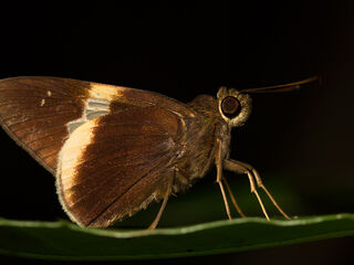 Lotongus calathus balta